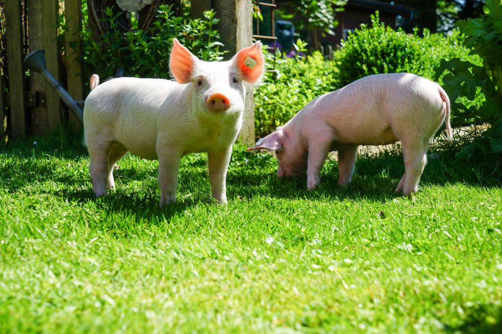 两个有趣的粉红色猪在绿色草地上