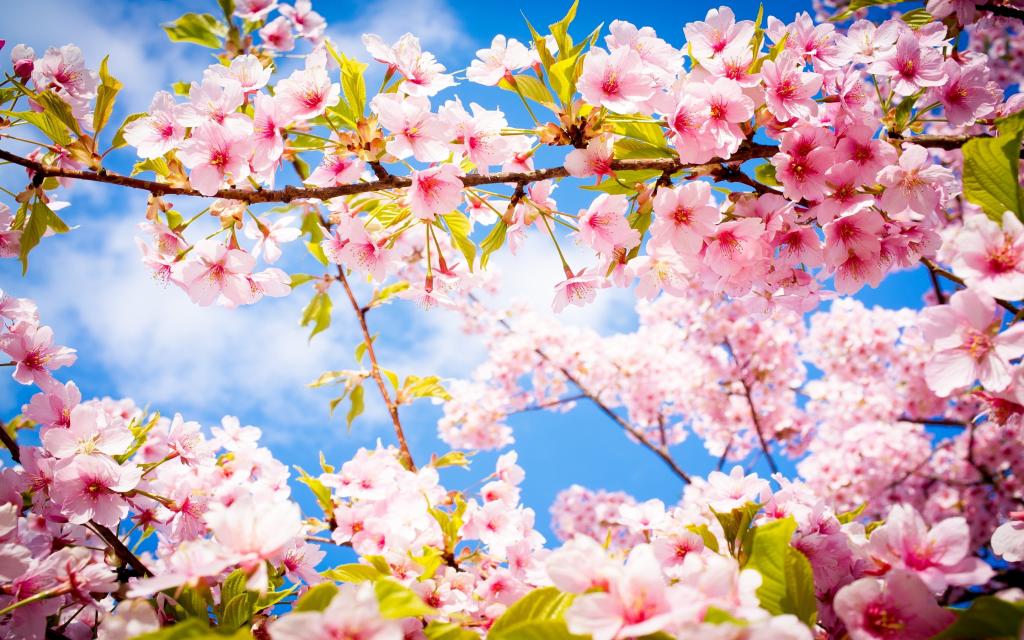 美丽的春天粉红色桃花在树枝上