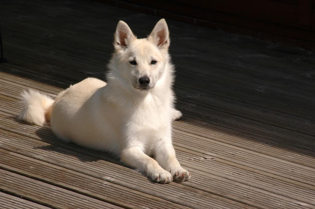 白色的狗颜色挪威Lundehund