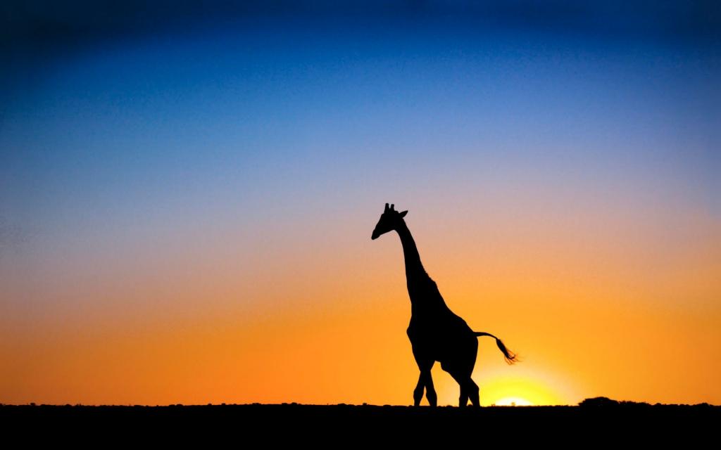 在日落时的长颈鹿在博茨瓦纳
