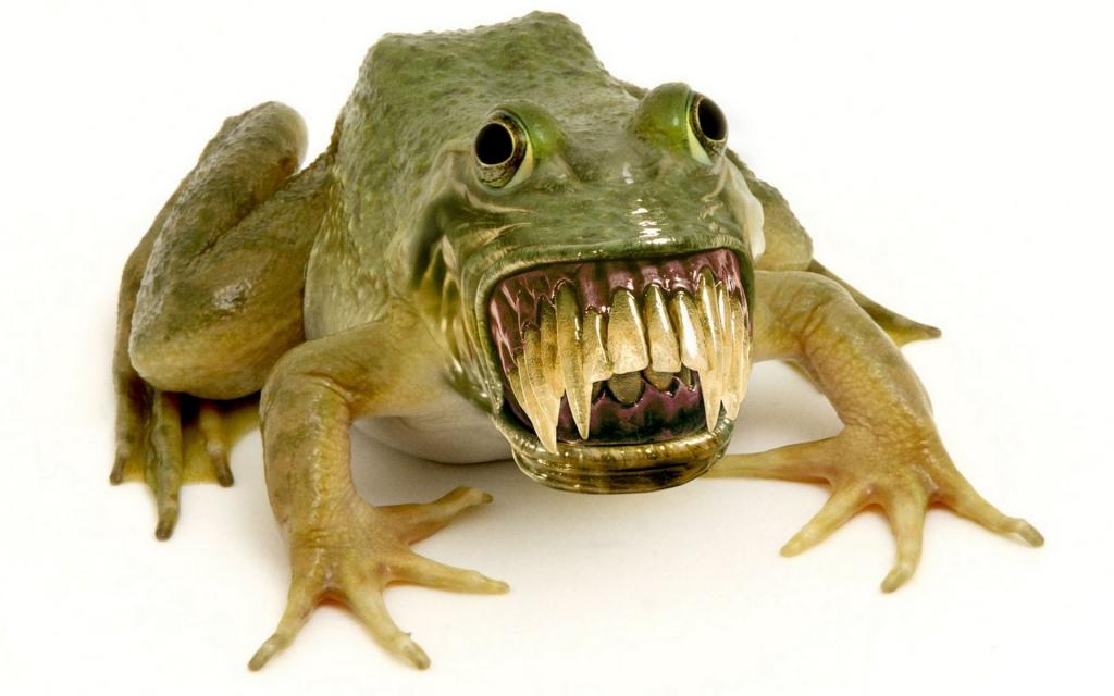 齿状的青蛙