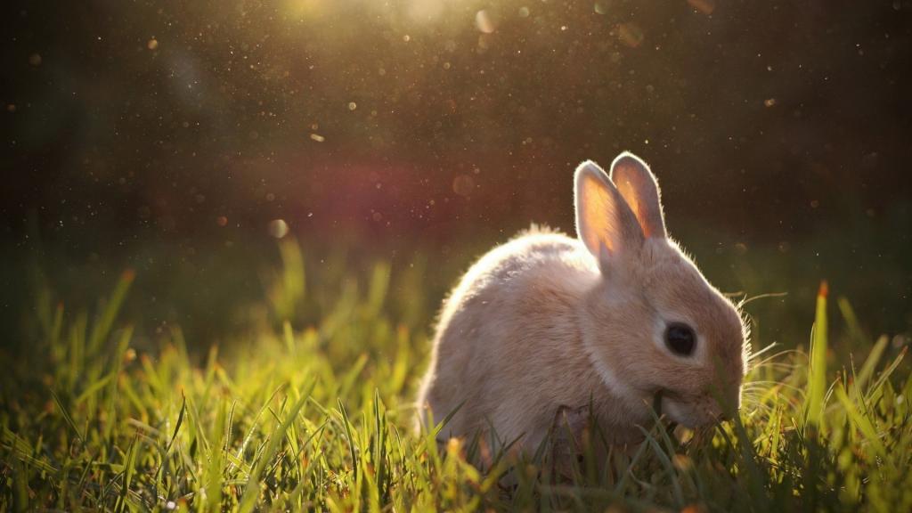 米色兔子吃草