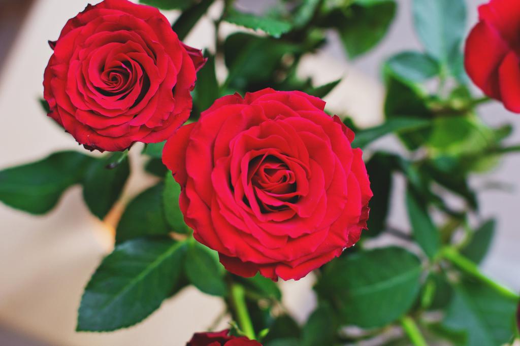 两朵郁郁葱葱的红玫瑰