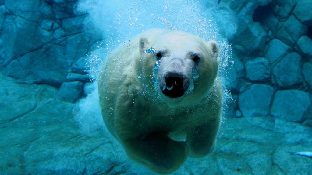 在水下的北极熊