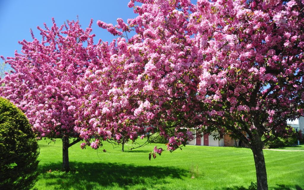 春天开花的一棵树