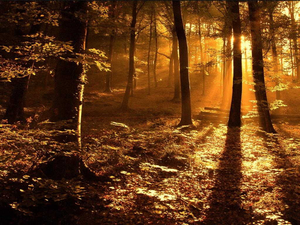 金色的阳光，在森林里