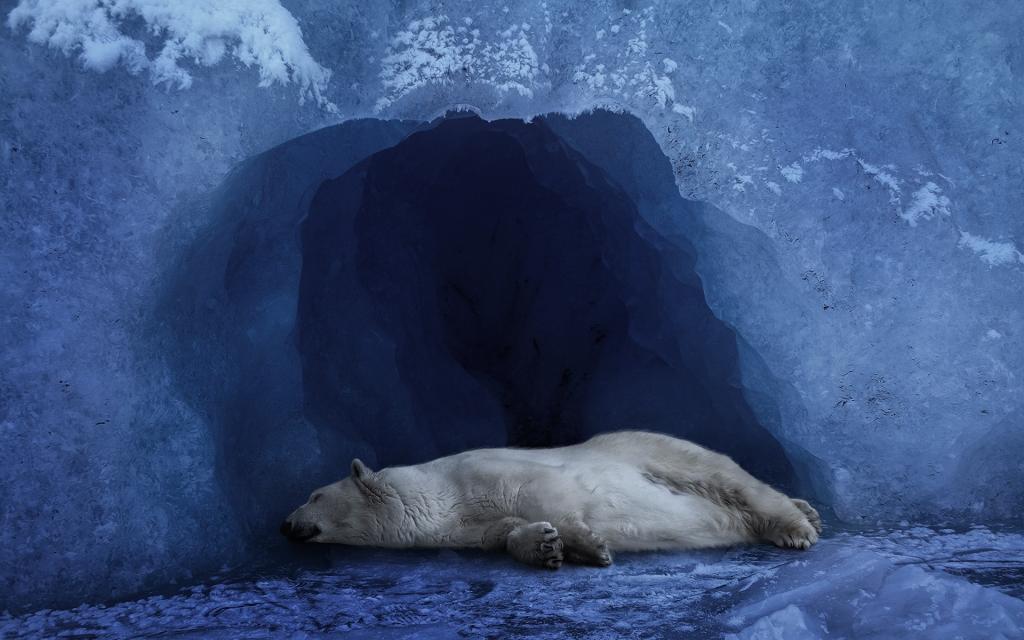 北极熊在冰洞里睡觉