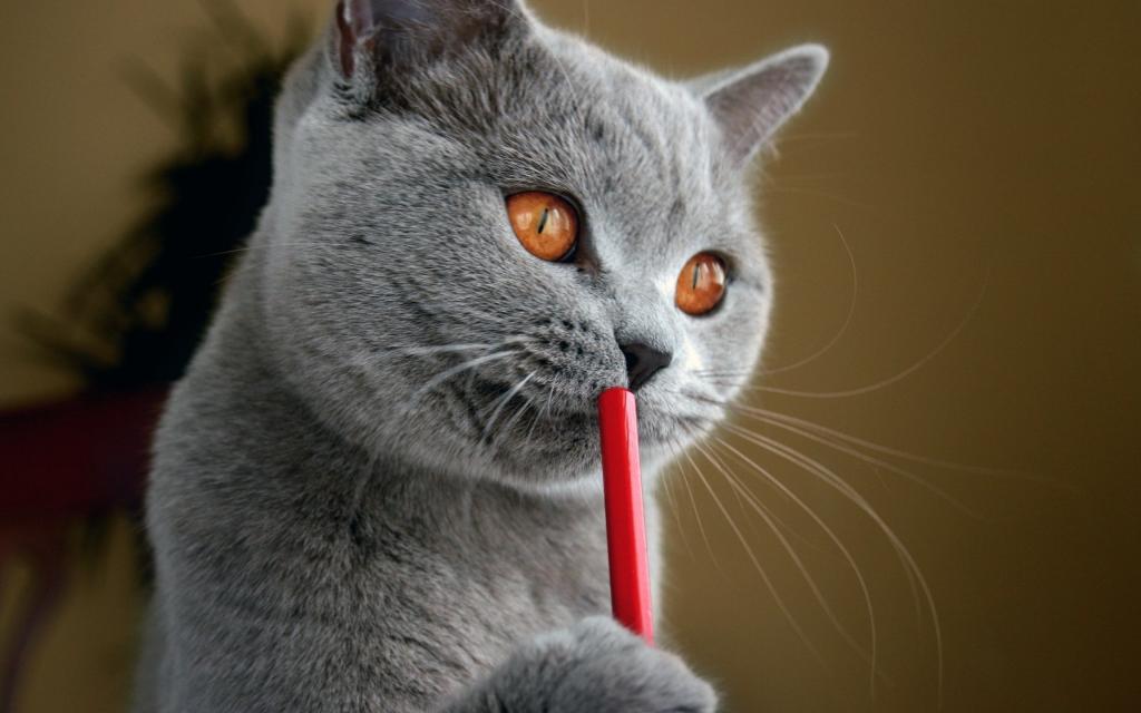 俄罗斯蓝猫与铅笔