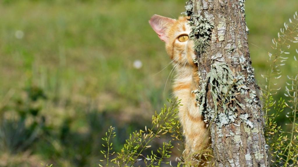 小猫躲在树后面
