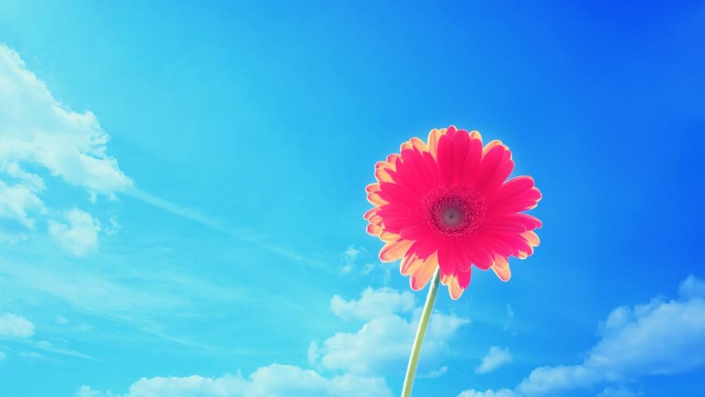 美丽的粉红色雏菊花蓝蓝的天空背景上