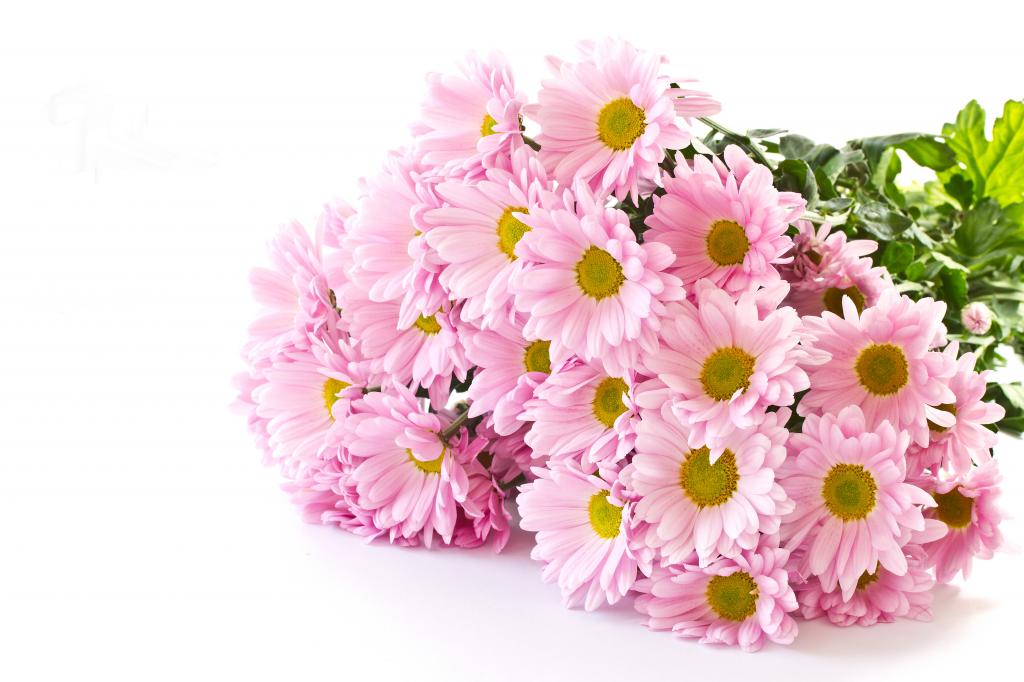 粉红色的菊花花束在白色背景上