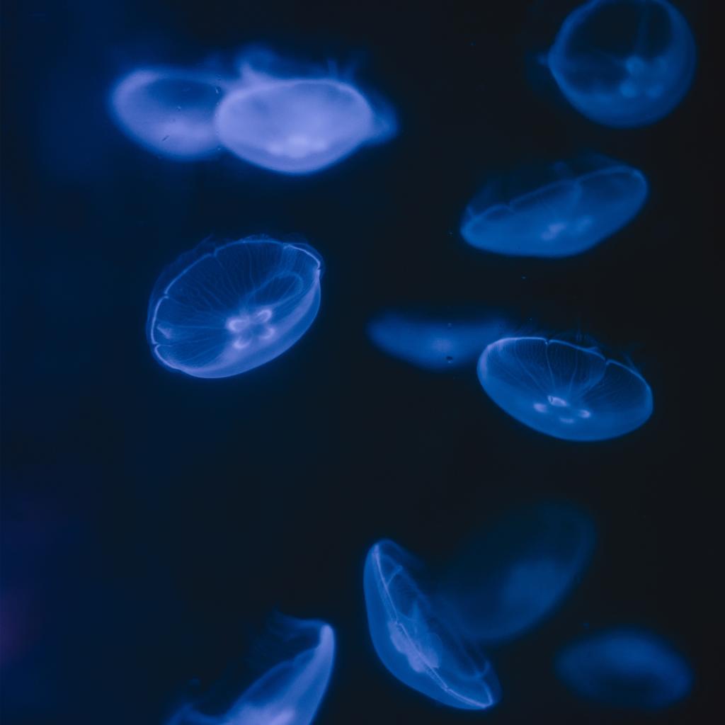 神秘深海中的水母