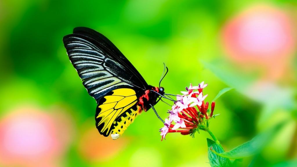 蝴蝶与黑色的翅膀上一朵花