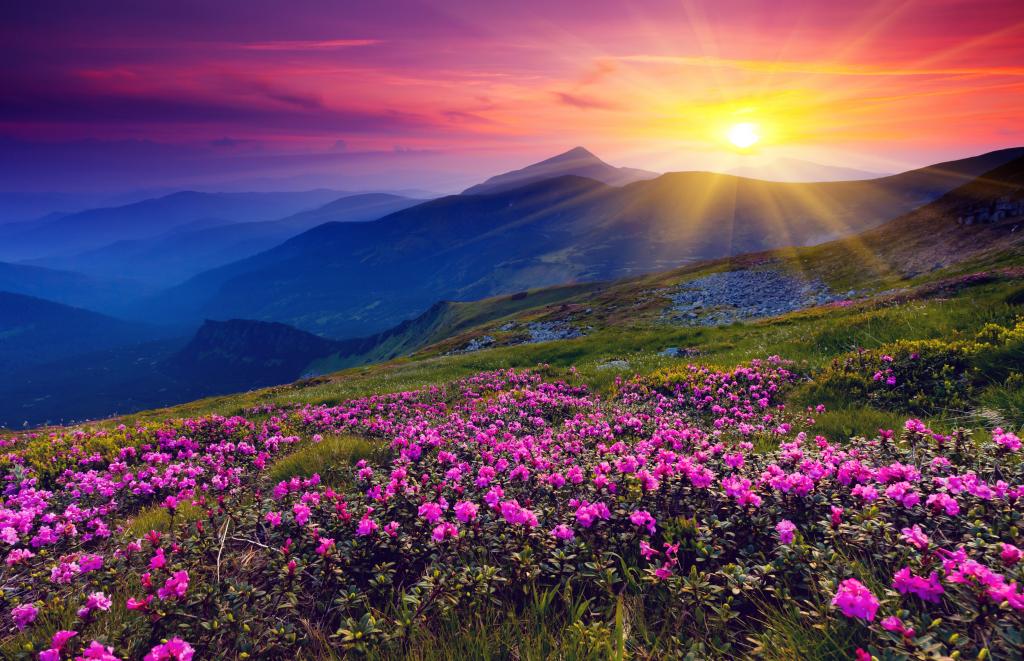 黎明时分在山中的花朵