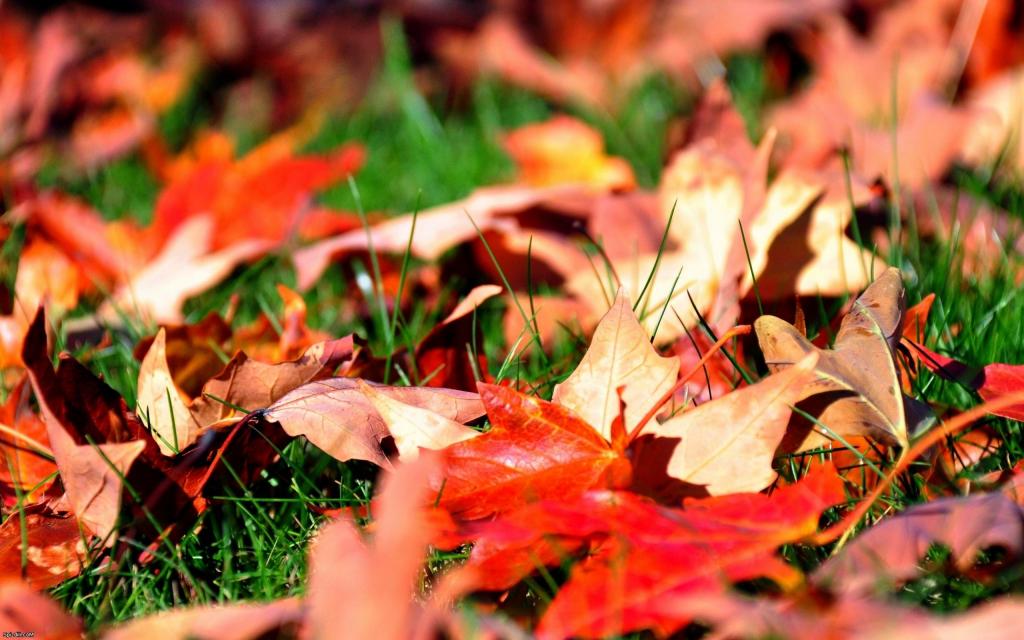 秋天的落叶，在草地上