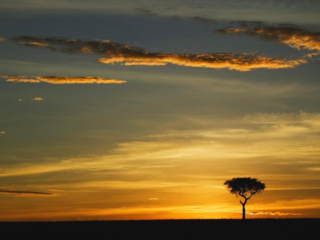 日出/马赛马拉/肯尼亚/非洲唯一的金合欢树