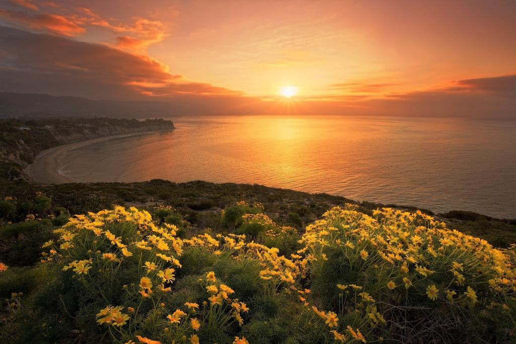 黄色的花，在日落时的海洋
