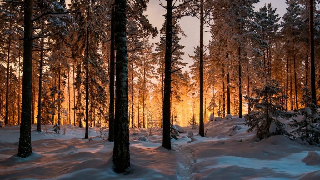 日落时的童话冬季森林