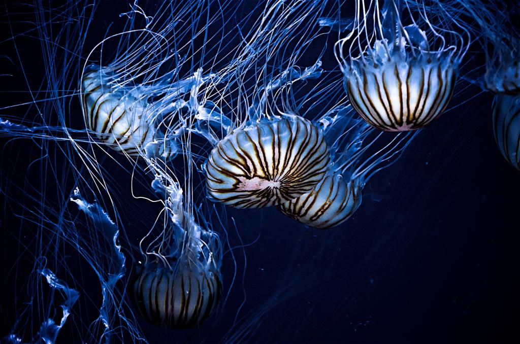 美丽的海水母