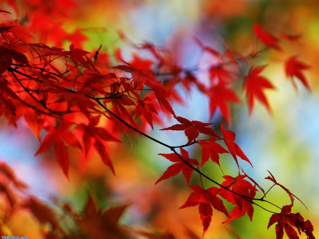 红色的秋叶