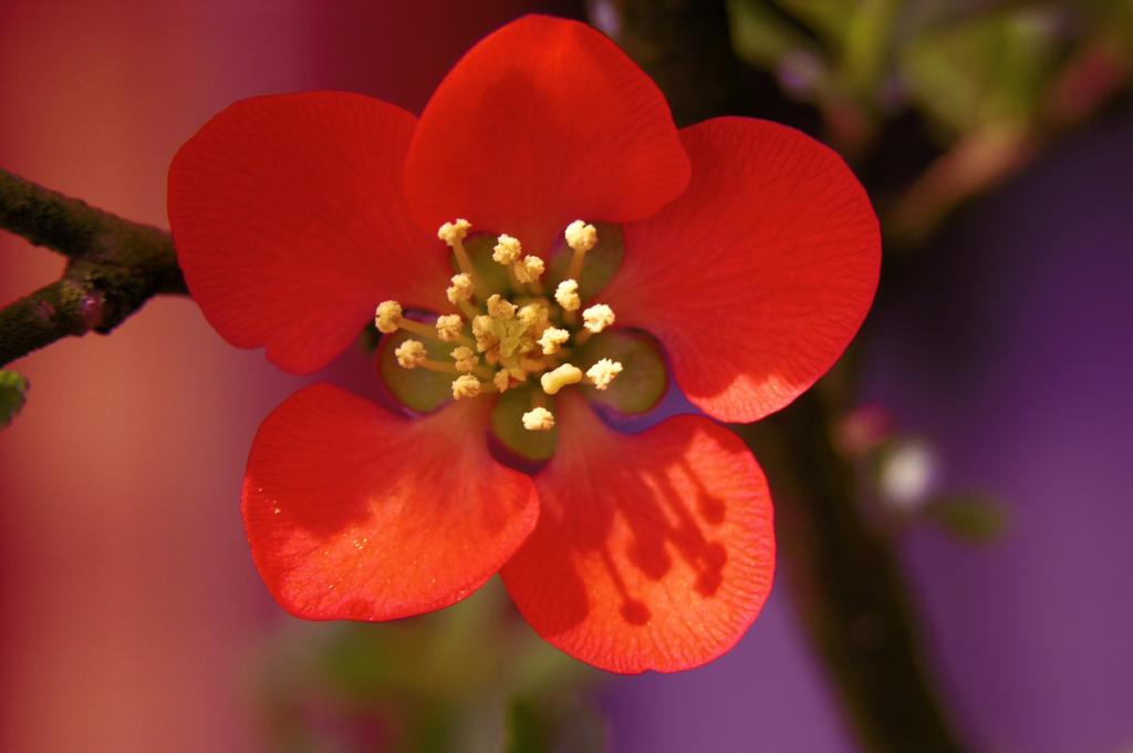 在树特写镜头的红色精美花