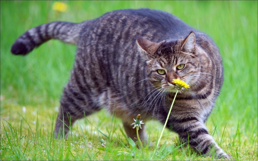 肥猫嗅一朵花
