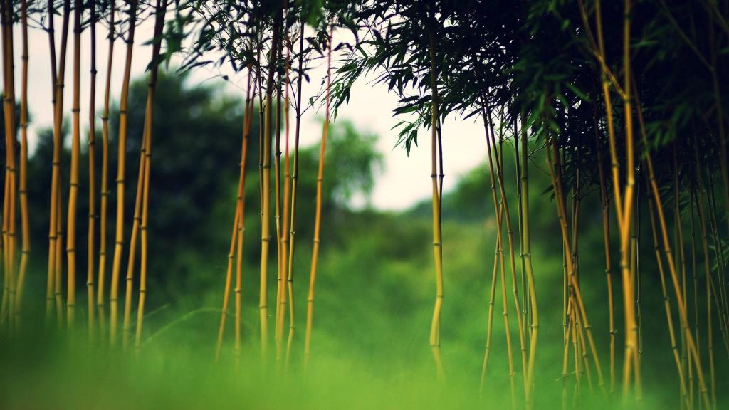 年轻的竹子