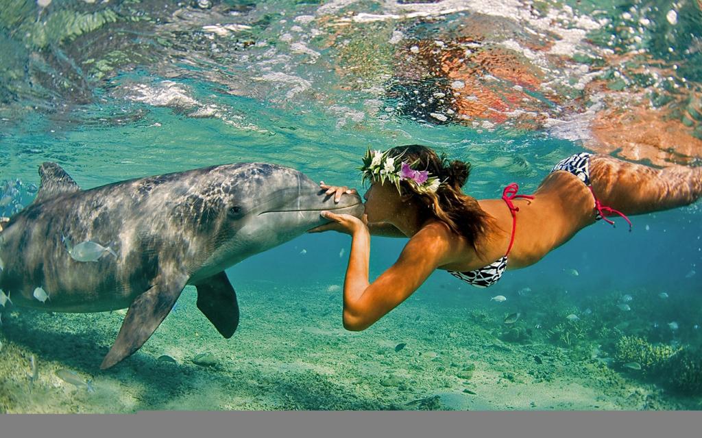 海豚之吻