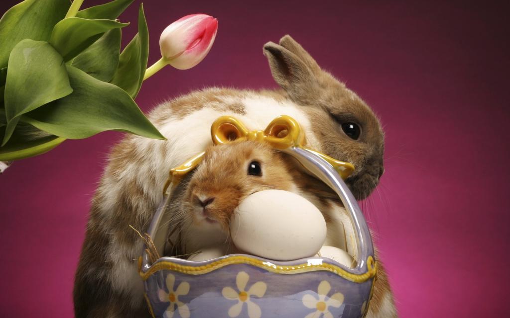 兔子和鸡蛋