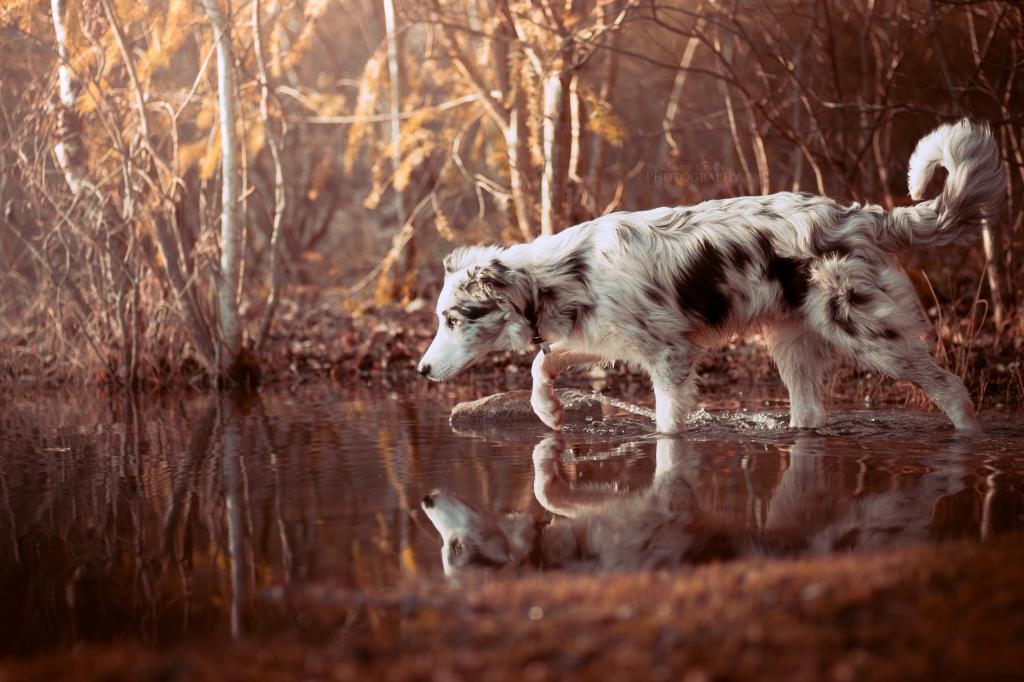 澳大利亚牧羊犬站在水中