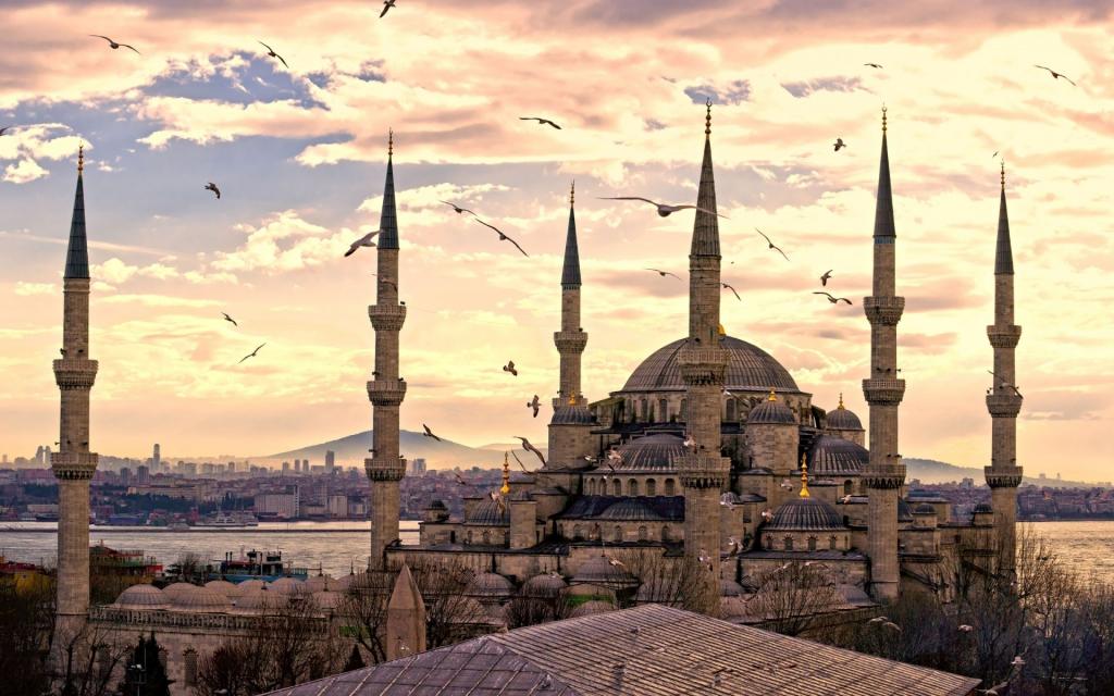 海鸥在伊斯坦布尔