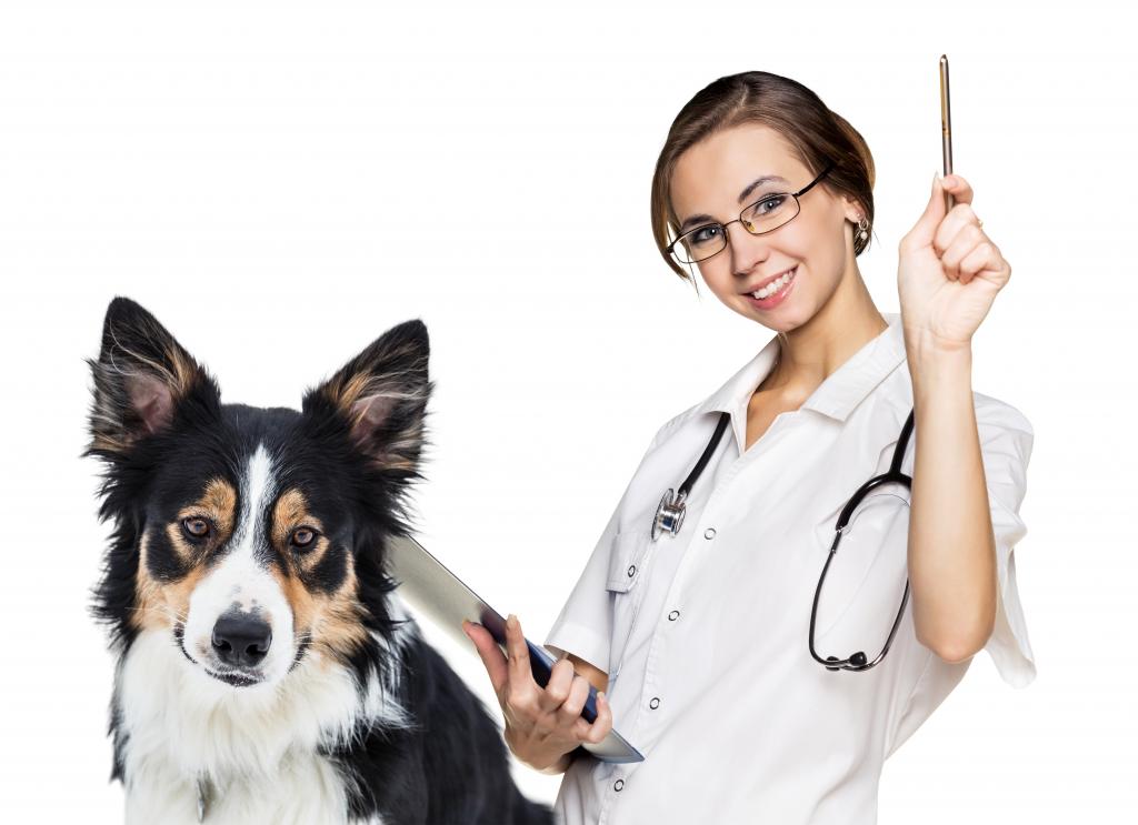 女医生与狗博德牧羊犬在白色背景上的兽医