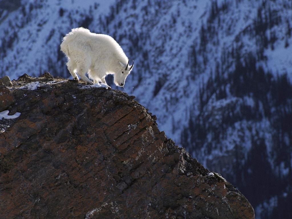 白山羊在山中