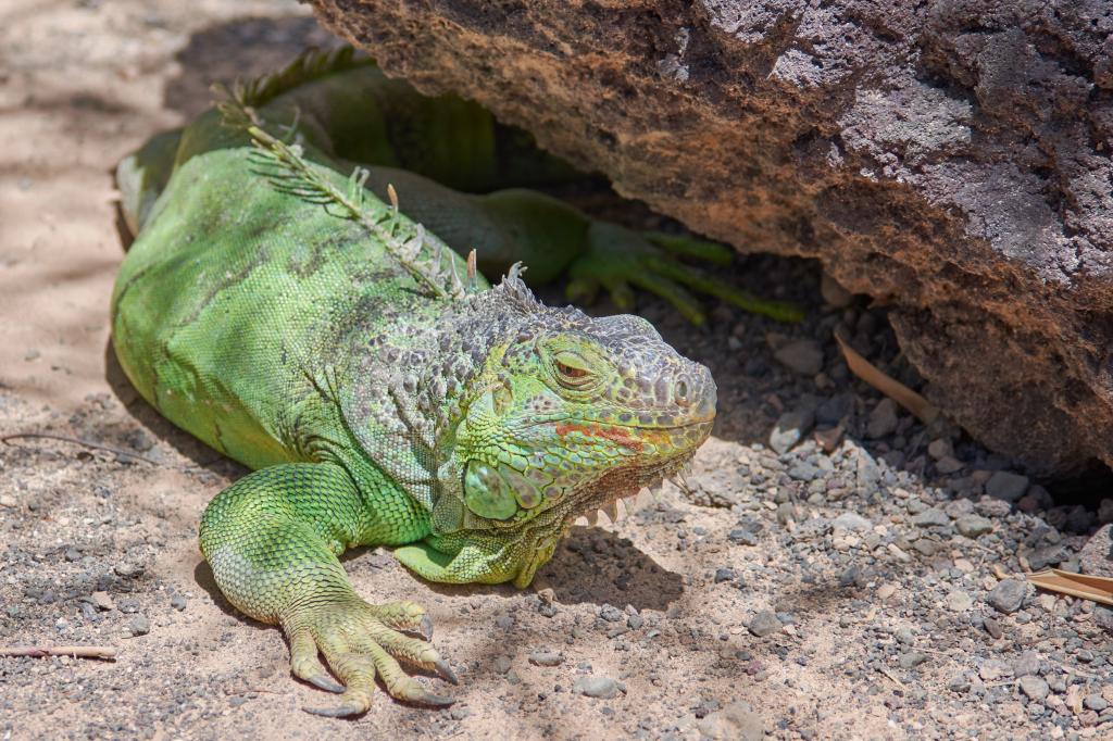 一只大绿鬣蜥在阳光下休息
