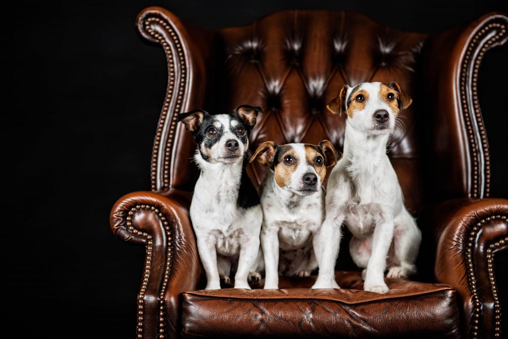三只杰克罗素梗犬坐在皮椅上