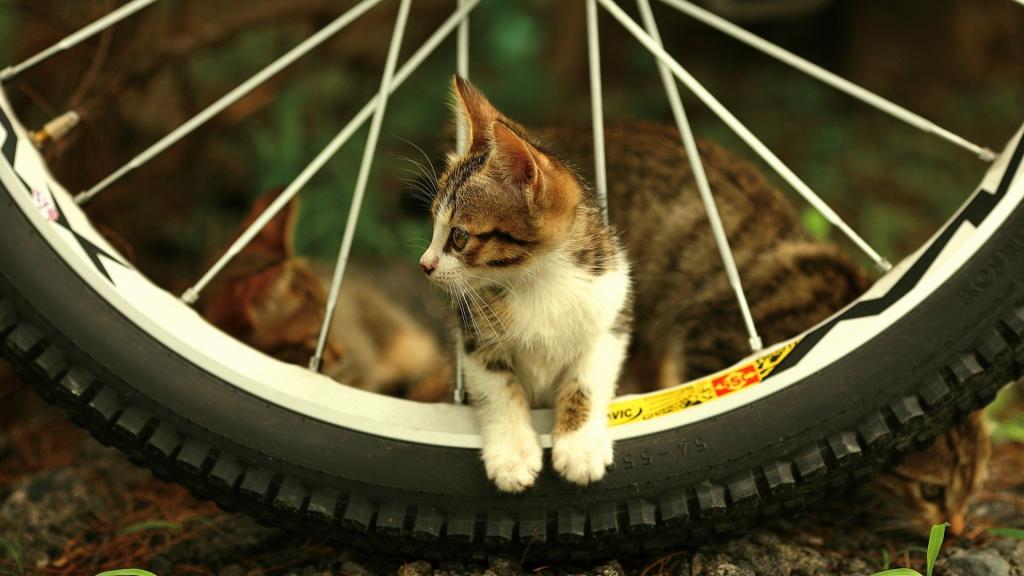 小猫在自行车车轮上