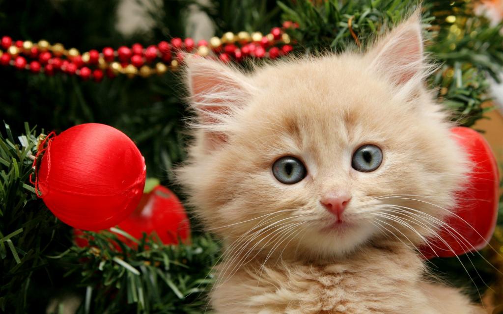 小猫和圣诞树