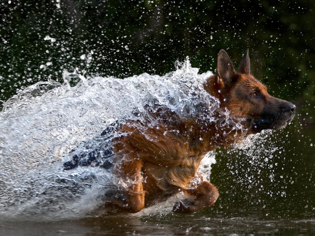德国牧羊犬在水中奔跑
