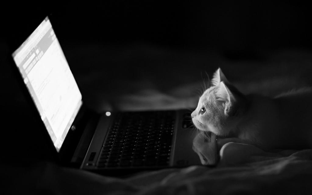 猫看着惠普笔记本电脑的屏幕