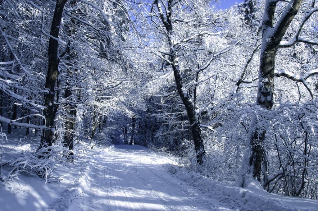 冬天路在雪白的森林里