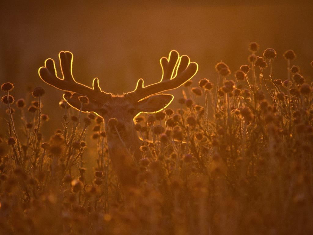 日落的光线中的鹿