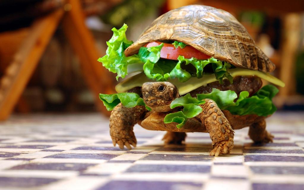 乌龟以汉堡的形式