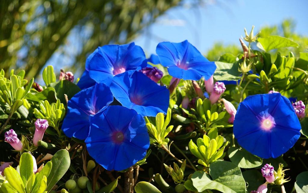 蓝色的夏天花喇叭花