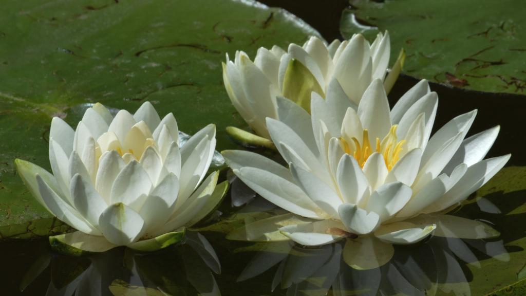 三个白色的睡莲在池塘里