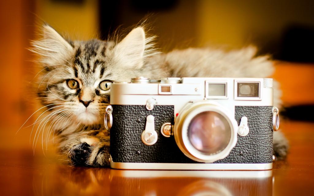 在相机后面的猫