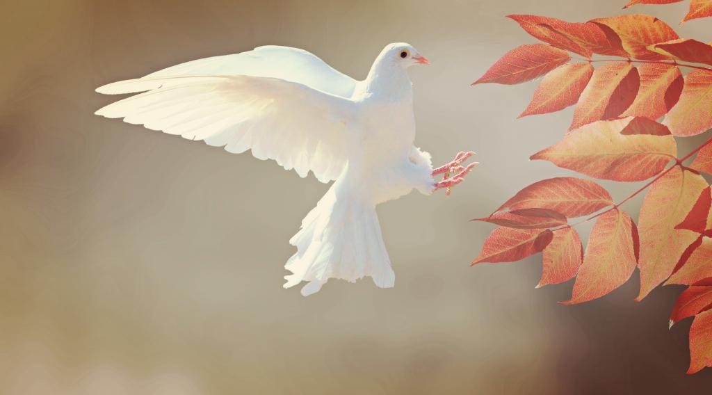 和平使者白鸽