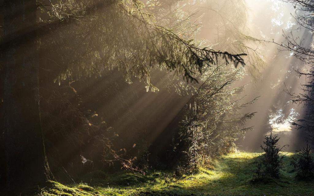 光线在茂密的森林里