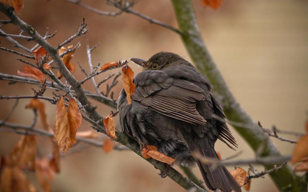 一只坐在树枝上的黑色羽毛的鸟