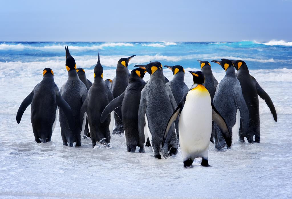 一群企鹅进入海水
