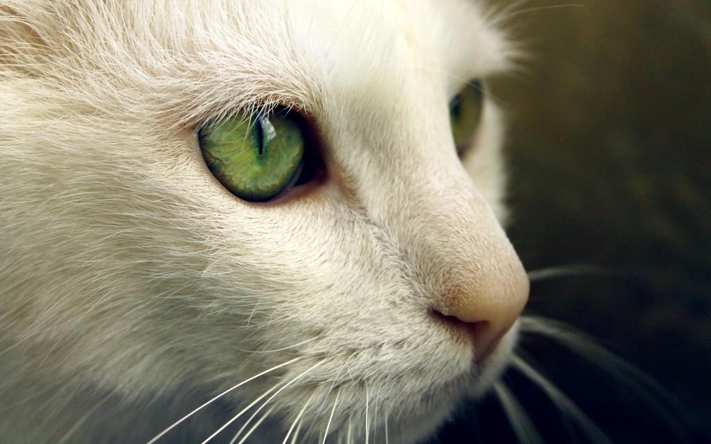 绿色的眼睛在一只猫的白色枪口上